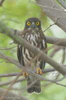 Northern Boobook-151117-122EOS1D-FY1X2205-W.jpg