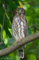 Northern Boobook-251206-141FRYAP-FYA06087-W.jpg