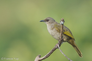 Olive-winged Bulbul-120504-110EOS1D-FYAP9734-W.jpg