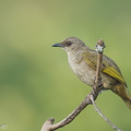 Olive-winged Bulbul-120504-110EOS1D-FYAP9734-W.jpg
