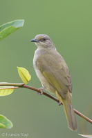 Olive-winged Bulbul-140115-112EOS1D-FY1X8413-W.jpg