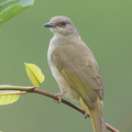 Olive-winged Bulbul-140115-112EOS1D-FY1X8413-W.jpg