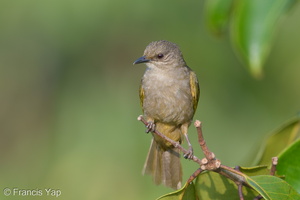 Olive-winged Bulbul-180725-110ND500-FYP_4467-W.jpg