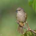 Olive-winged Bulbul-180725-110ND500-FYP_4467-W.jpg