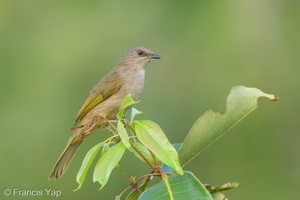 Olive-winged Bulbul-200203-111MSDCF-FYP06216-W.jpg