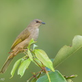 Olive-winged Bulbul-200203-111MSDCF-FYP06216-W.jpg