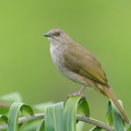 Olive-winged Bulbul-220311-142MSDCF-FRY01097-W.jpg
