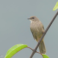 Olive-winged Bulbul-220909-153MSDCF-FYP05122-W.jpg