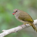 Olive-winged Bulbul-230104-163MSDCF-FYP02672-W.jpg