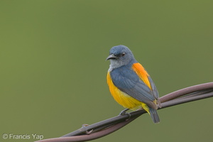 Orange-bellied Flowerpecker-131226-112EOS1D-FY1X5533-W.jpg