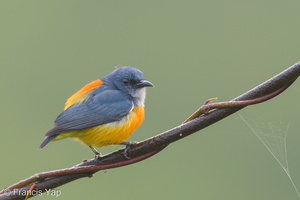 Orange-bellied Flowerpecker-180119-107ND500-FYP_5716-W.jpg