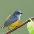Orange-bellied Flowerpecker-210127-129MSDCF-FYP07261-W.jpg