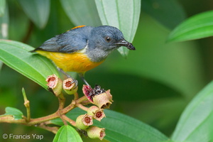 Orange-bellied Flowerpecker-210524-111MSDCF-FRY01473-W.jpg