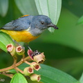Orange-bellied Flowerpecker-210524-111MSDCF-FRY01473-W.jpg