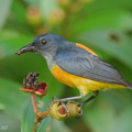Orange-bellied Flowerpecker-210607-112MSDCF-FRY06843-W.jpg