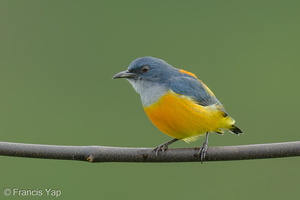 Orange-bellied Flowerpecker-211112-128MSDCF-FRY02488-W.jpg