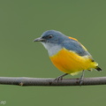 Orange-bellied Flowerpecker-211112-128MSDCF-FRY02488-W.jpg