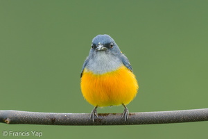 Orange-bellied Flowerpecker-211112-128MSDCF-FRY02655-W.jpg