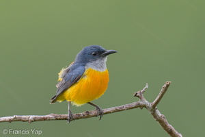 Orange-bellied Flowerpecker-250411-102FRYAP-FYA07654-W.jpg