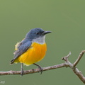 Orange-bellied Flowerpecker-250411-102FRYAP-FYA07654-W.jpg