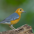 Orange-headed Thrush-150225-120EOS1D-FY1X2223-W.jpg