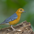 Orange-headed Thrush-150225-120EOS1D-FY1X2612-W.jpg
