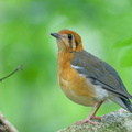 Orange-headed Thrush-200117-110MSDCF-FYP03774-W.jpg