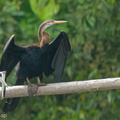 Oriental Darter-140808-100CANON-IMG_4273-W.jpg