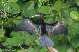 Oriental Darter-180917-110ND500-FYP_8527-W.jpg