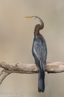 Oriental Darter-210301-100MSDCF-FRY07662-W.jpg