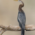 Oriental Darter-210301-100MSDCF-FRY07662-W.jpg