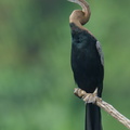 Oriental Darter-240403-221MSDCF-FYP03622-W.jpg
