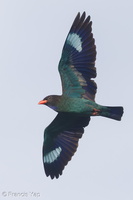 Oriental Dollarbird-170222-109EOS1D-F1X29159-W.jpg