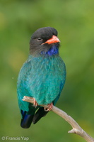 Oriental Dollarbird-200214-112MSDCF-FYP01458-W.jpg