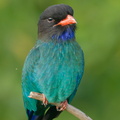 Oriental Dollarbird-200214-112MSDCF-FYP01458-W.jpg