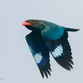 Oriental Dollarbird-200413-115MSDCF-FYP05189-W.jpg