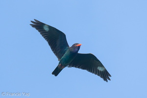 Oriental Dollarbird-250312-100FRYAP-FYA01559-W.jpg