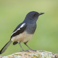 Oriental Magpie-Robin-110401-101EOS1D-FYAP6046-W.jpg