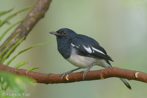 Oriental Magpie-Robin-180110-115EOS1D-F1X28518-W.jpg