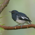 Oriental Magpie-Robin-180110-115EOS1D-F1X28518-W.jpg