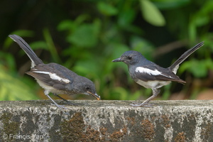 Oriental Magpie-Robin-190511-117ND500-FYP_2535-W.jpg