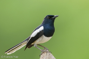 Oriental Magpie-Robin-221226-161MSDCF-FYP01342-W.jpg
