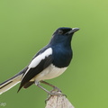 Oriental Magpie-Robin-221226-161MSDCF-FYP01342-W.jpg