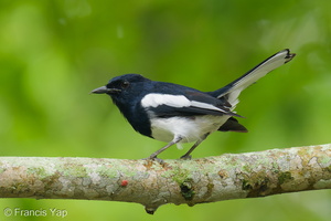 Oriental Magpie-Robin-250915-123FRYAP-FYA02203-W.jpg