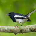 Oriental Magpie-Robin-250915-123FRYAP-FYA02203-W.jpg