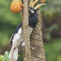Oriental Pied Hornbill-140518-116EOS1D-FY1X7000-W.jpg