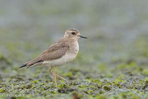 Oriental Plover-121013-102EOS1D-FY1X6381-W.jpg
