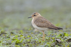 Oriental Plover-121013-102EOS1D-FY1X6461-W.jpg