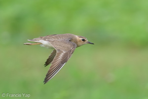 Oriental Plover-250416-103FRYAP-FYA05920-W.jpg