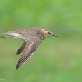 Oriental Plover-250416-103FRYAP-FYA05920-W.jpg